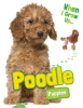 Poodle_Puppies